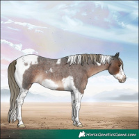 Horse Color:Liver Red Roan Tobiano Frame 