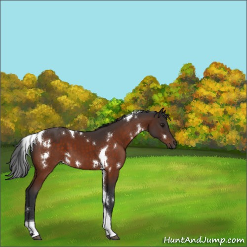 Horse Color:White Spotted Brown Tobiano 