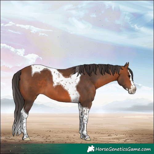 Horse Color:Bay Splash Tobiano