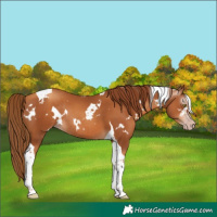 Horse Color:Gray White Spotted Gold Champagne Tobiano Rabicano 