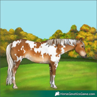 Horse Color:Gray White Spotted Palomino 