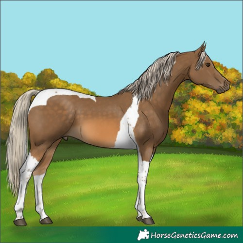 Horse Color:Chocolate Palomino Tobiano 