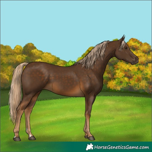 Horse Color:Chocolate Palomino 