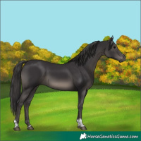 Horse Color:Smoky Black Tobiano 