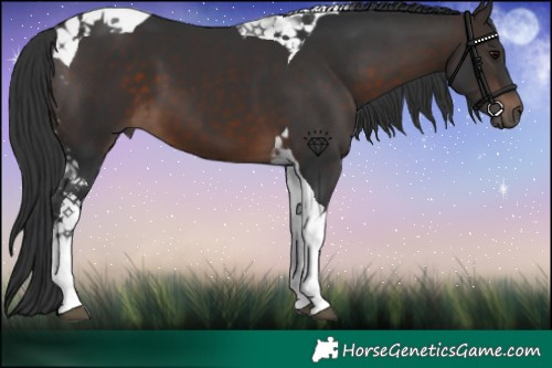 Horse Color:Brown Tobiano 