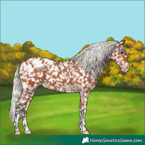 Horse Color:White Spotted Silver Bay Appaloosa 