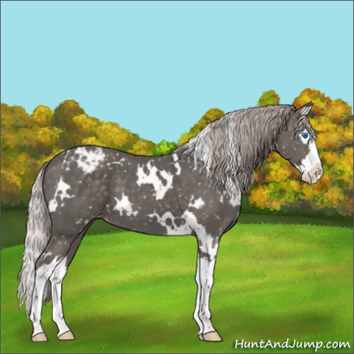 Horse Color:White Spotted Silver Black Sabino Splash Snowflake Varnish