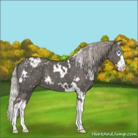Horse Color:White Spotted Silver Black Sabino Splash Appaloosa 