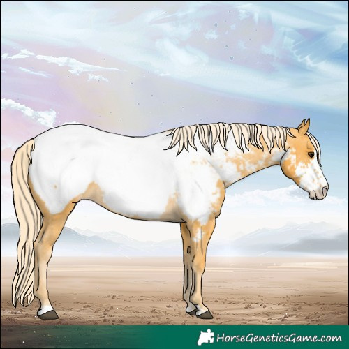 Horse Color:Palomino Sabino Near Fewspot 