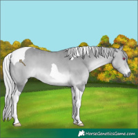 Horse Color:Silver Bay Chinchilla Tobiano 