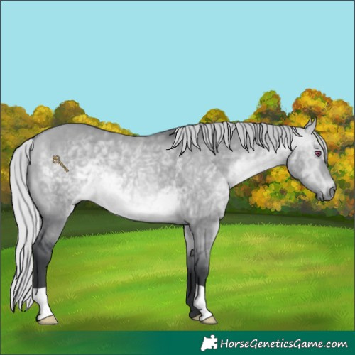 Horse Color:Silver Bay Chinchilla Dun