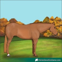 Horse Color:Chestnut 