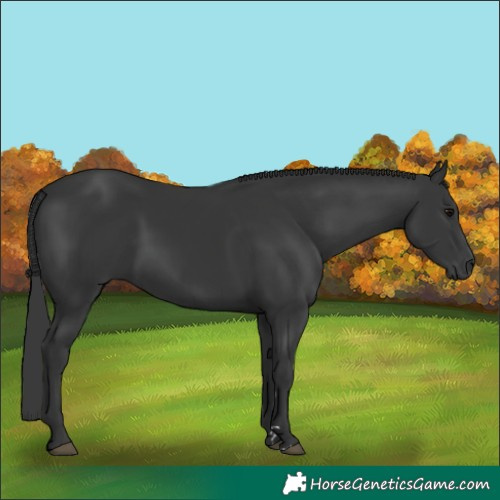 Horse Color:Black 