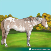 Horse Color:White Spotted Liver Red Dun Sabino Varnish Rabicano