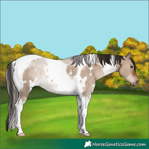 Horse Color:White Spotted Liver Red Dun Tobiano Rabicano 