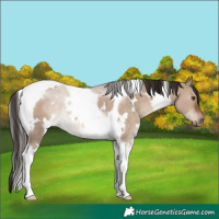 Horse Color:White Spotted Liver Red Dun Tobiano Rabicano 