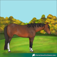 Horse Color:Bay Tobiano Rabicano 