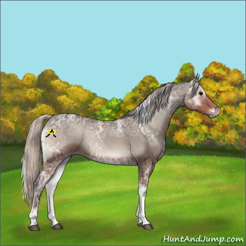 Horse Color:Silver Blue Onyx Ice Tobiano 