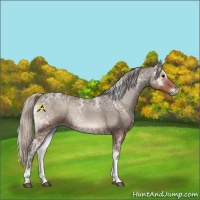 Horse Color:Silver Blue Onyx Ice Tobiano