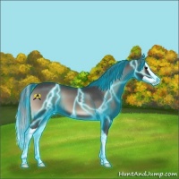 Horse Color:Thunderstruck Blue Onyx Splash Appaloosa