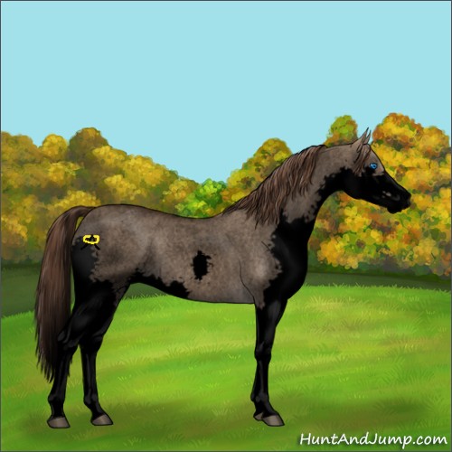 Horse Color:Void Liver Red Dun Roan Splash Rabicano 