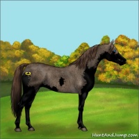 Horse Color:Void Liver Red Dun Roan Splash Rabicano