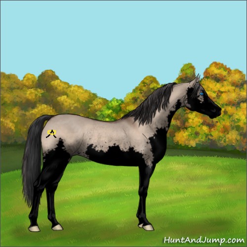 Horse Color:Void Brown Dun Splash Rabicano 