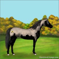 Horse Color:Void Brown Dun Splash Rabicano 