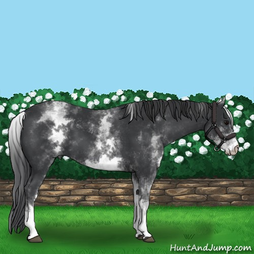 Horse Color:White Spotted Black 