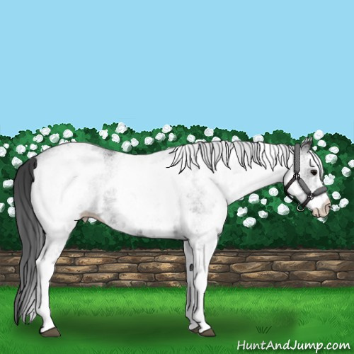 Horse Color:White Spotted Black Appaloosa