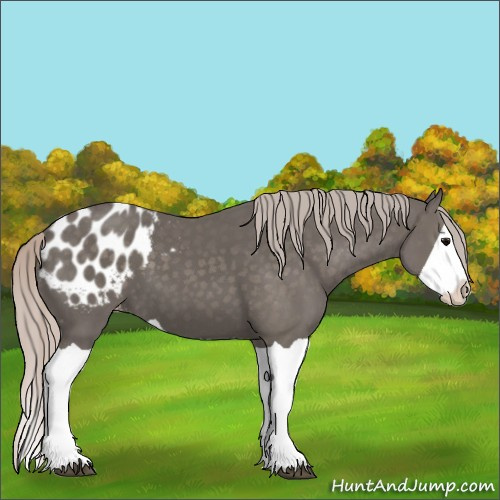 Horse Color:Silver Black Splash Appaloosa 