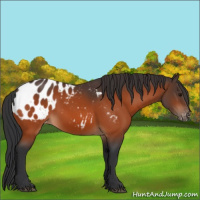 Horse Color:Bay Appaloosa 