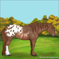 Horse Color:Chestnut Appaloosa Rabicano 