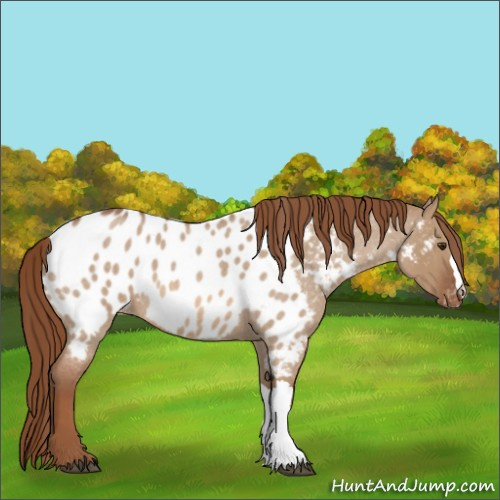 Horse Color:Red Dun Roan Appaloosa 