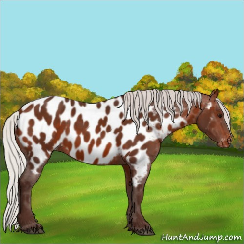 Horse Color:Silver Brown Appaloosa 