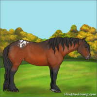 Horse Color:Brown Appaloosa