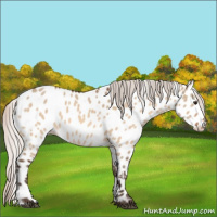 Horse Color:Silver Bay Dun Appaloosa 