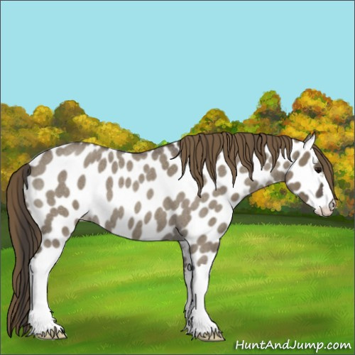 Horse Color:Smoky Grullo Roan Appaloosa 