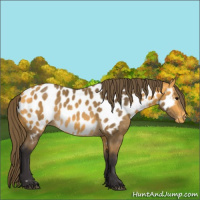 Horse Color:Buckskin Appaloosa 