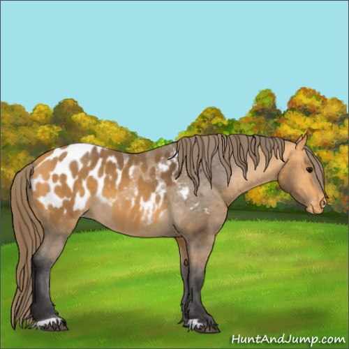 Horse Color:Buckskin Appaloosa
