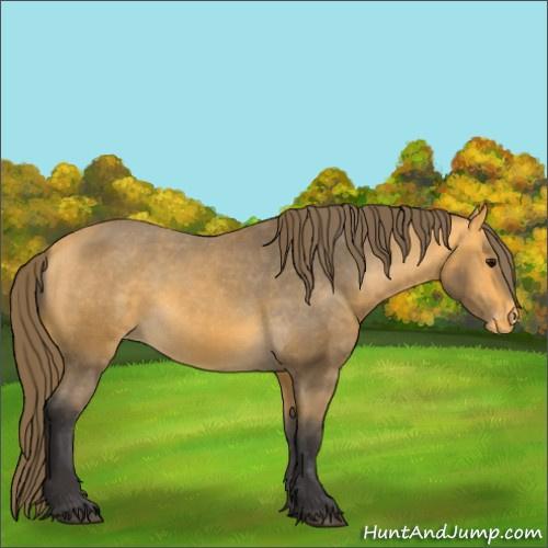 Horse Color:Buckskin Appaloosa 