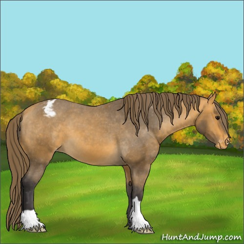Horse Color:Buckskin Appaloosa 
