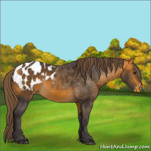 Horse Color:Buckskin Appaloosa 