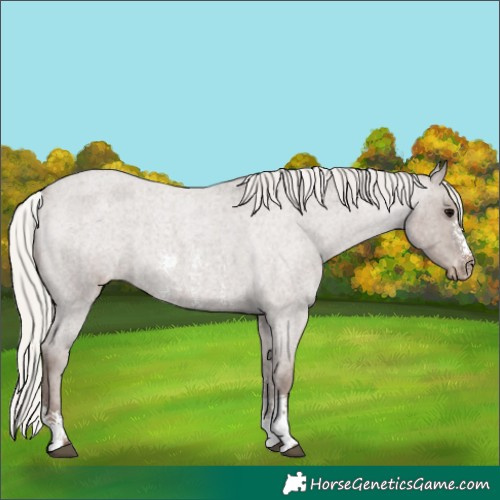 Horse Color:Silver Blue Roan Sabino Appaloosa 