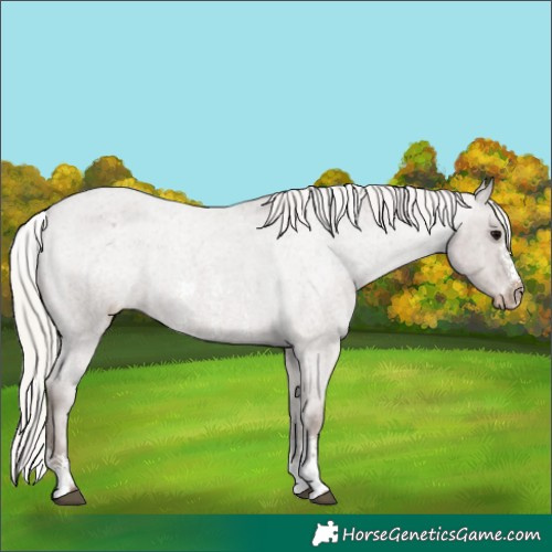 Horse Color:Silver Blue Roan Sabino Appaloosa 