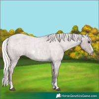 Horse Color:Silver Blue Roan Sabino Appaloosa 