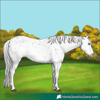 Horse Color:Liver Chestnut Sabino Splash Appaloosa  and Gray Liver Chestnut Sabino Splash Appaloosa 