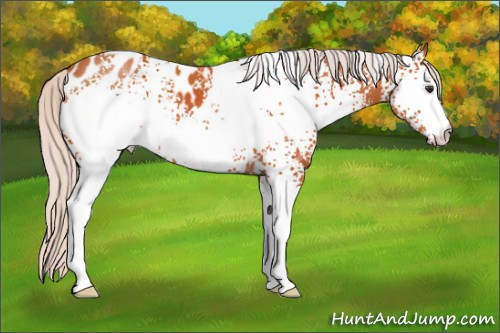 Horse Color:White Spotted Silver Bay Appaloosa 
