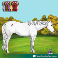 Horse Color:Silver Smoky Black Tobiano Appaloosa