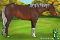 Horse Color:Silver Brown Varnish 